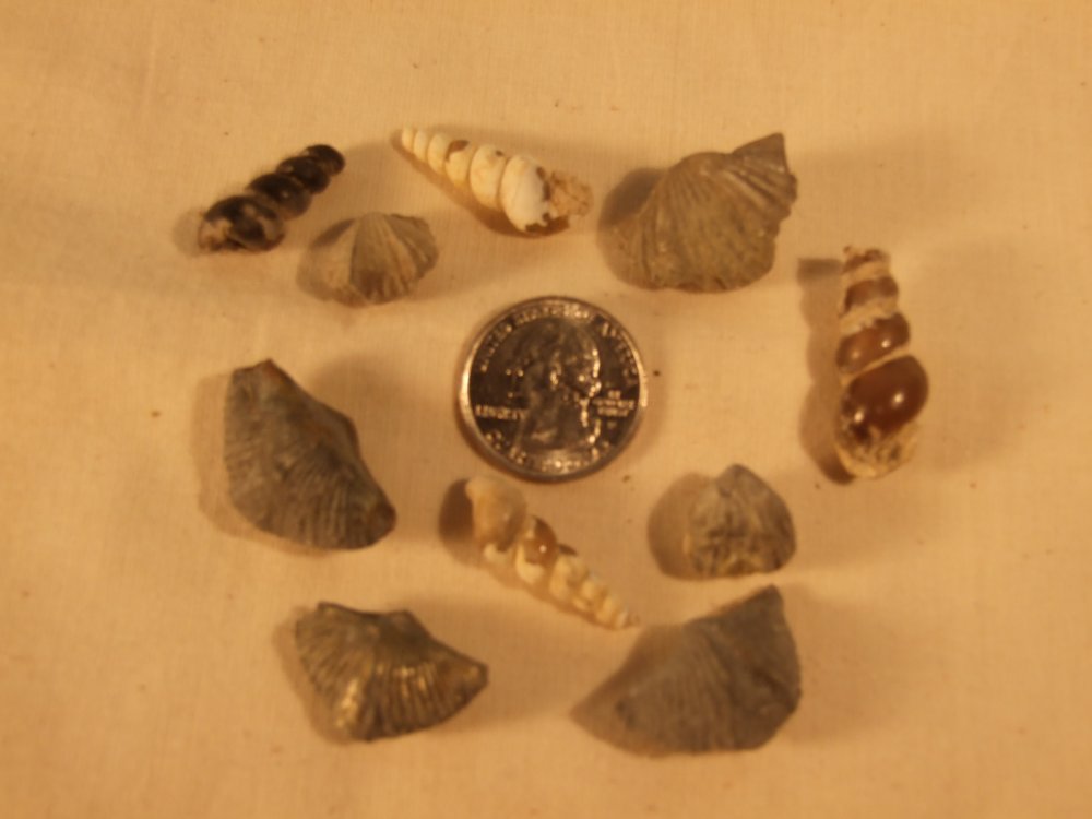 FOSSILS