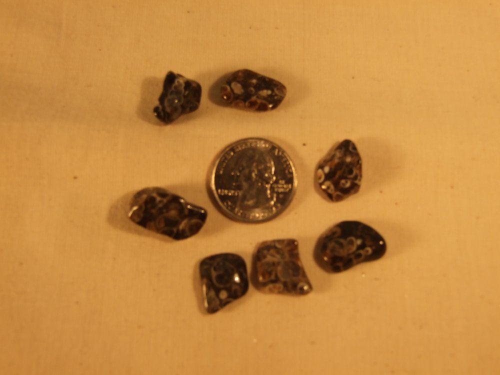 TURITTELLA AGATE